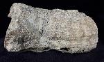 Hippurites (Vaccinites) cf. gosaviensis DOUVILLE 1891 - Bild © FossNet FossilienStore